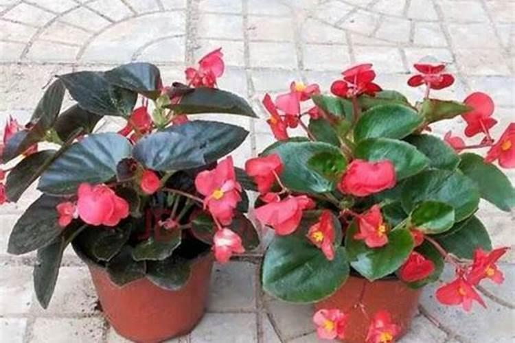 四季海棠浇什么肥最好