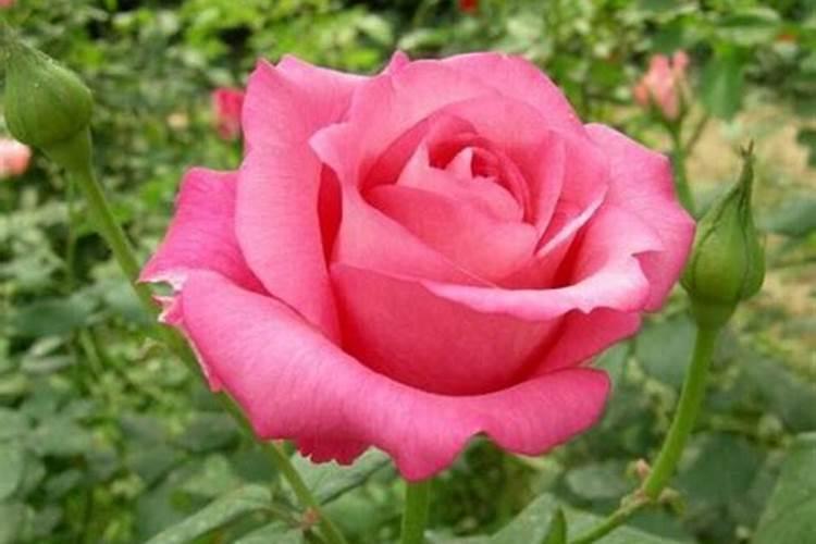 颗粒硼肥对小麦的作用