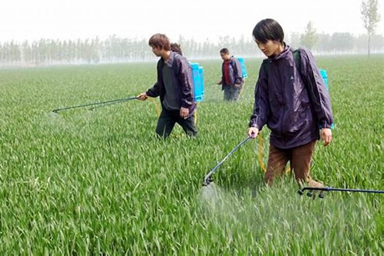 葡萄开花以后能不能打硼叶面肥