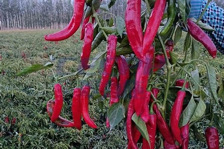 碱性肥料都有哪些？