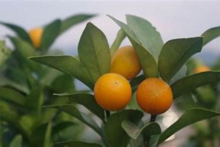 金桔盆栽秋天可以施肥吗(金桔树什么时候施肥最好)