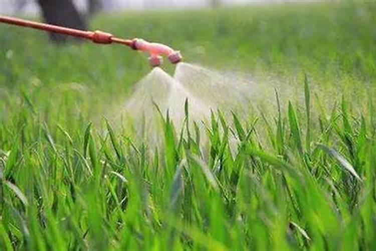 盆栽茶花的施肥方法