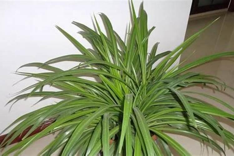 橡子能集中处理崔芽吗