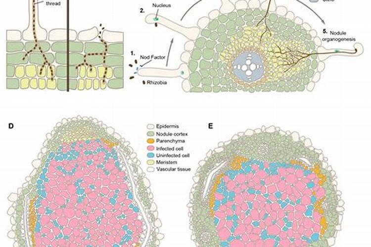 控释肥不浇水可以吗