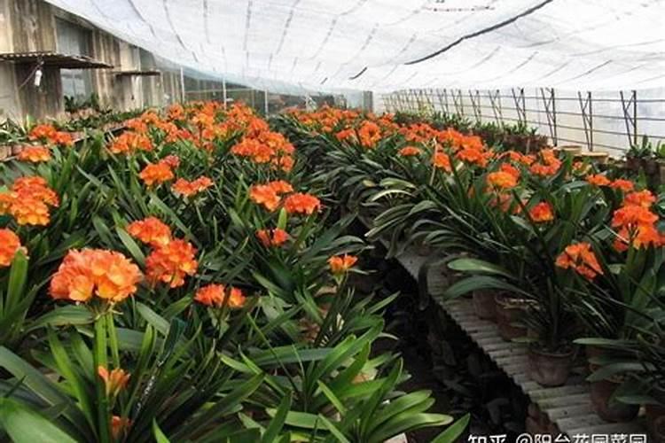 君子兰用磷肥,我用杀鱼下水泡制,在室外要几天才能发酵好。