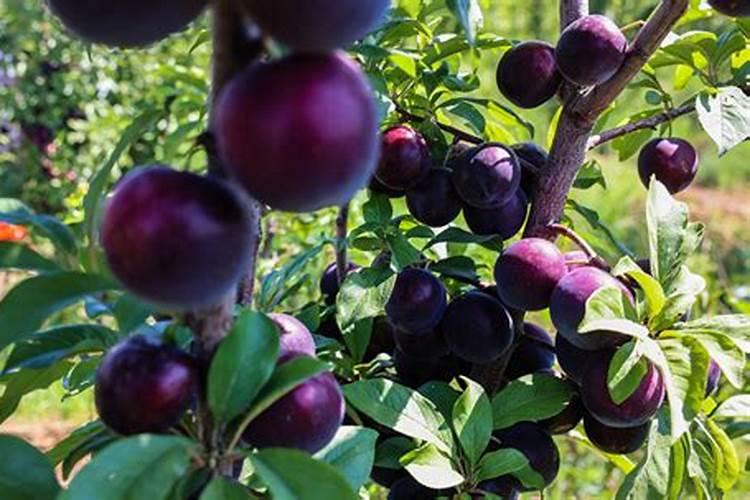 槟榔开花前施什么肥