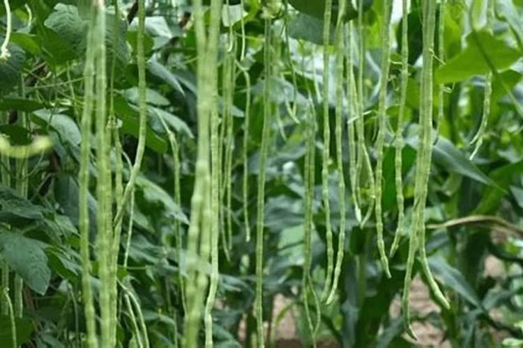 种植花生适合施用什么肥料