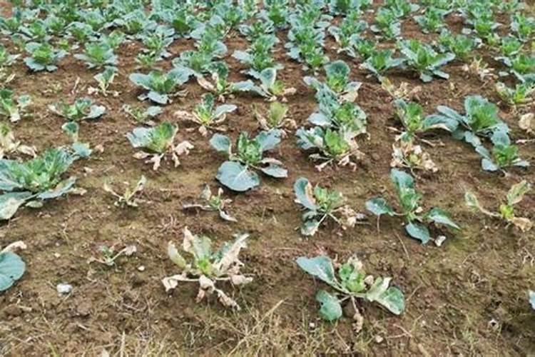 多菌灵和戴森猛锌还有营养液能掺在一起用吗？