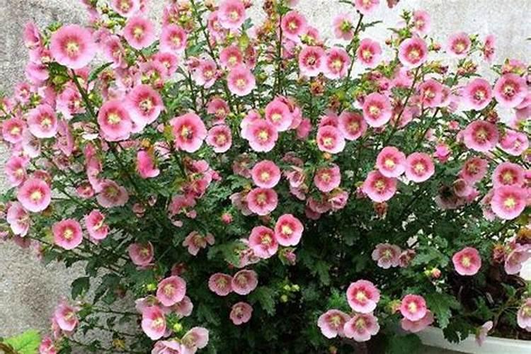 钙有哪些作用？怎样施用钙肥？