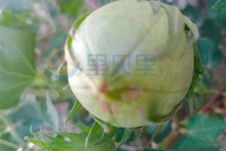 棉花高产栽培管理技术 棉花水肥怎么管理