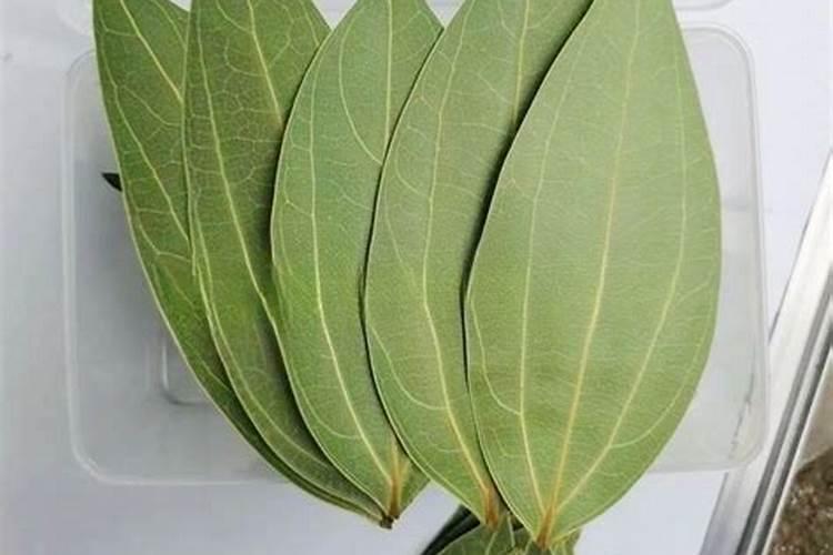 马桶固定用什么胶