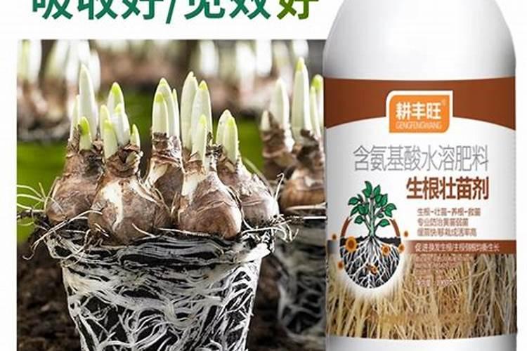 氯化胆碱大姜冲施亩用量