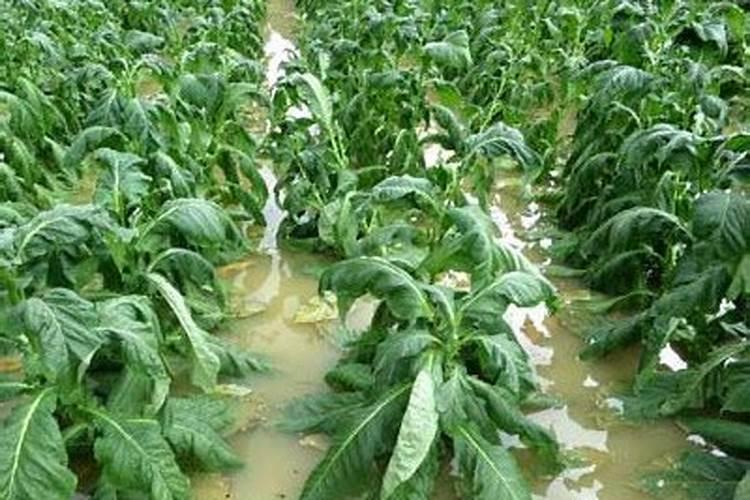 玉米杆腐熟用那种细菌发酵剂