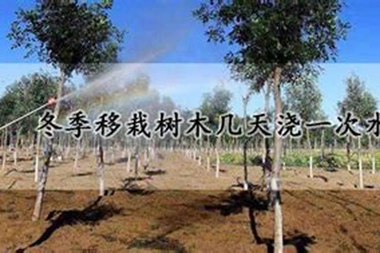 银杏树移栽后的养护