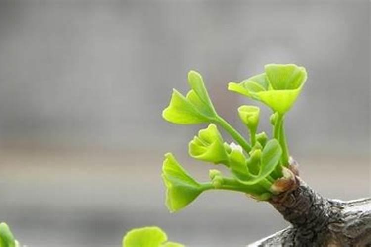 银杏施肥时间和方法