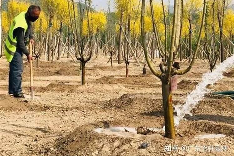 庭院移植银杏树要注意哪些问题？求大神解答