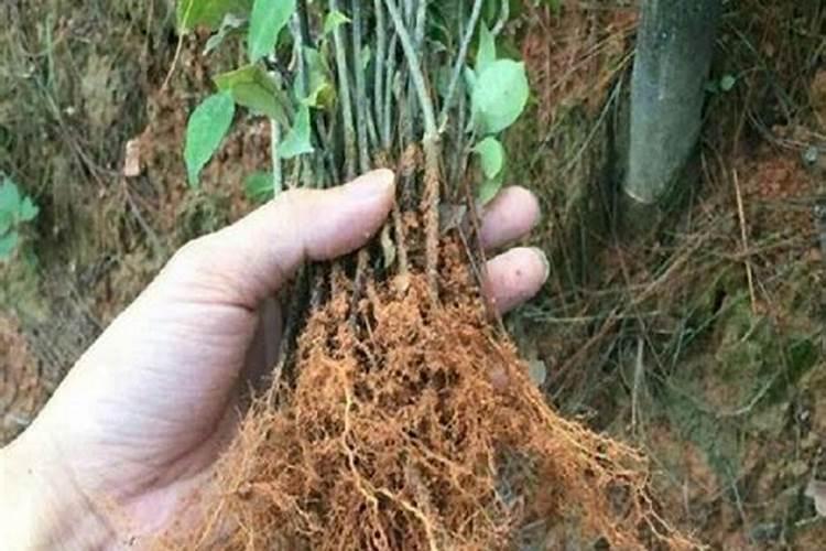 哪些肥料属于氮肥