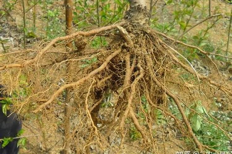 大棚草莓如何施肥才能高产