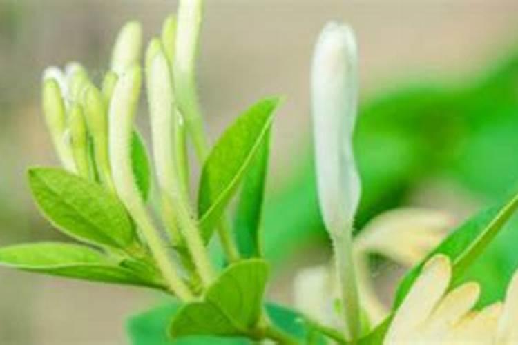 金银花怎么浇水,一年四季浇水量不同/3～5天浇1次