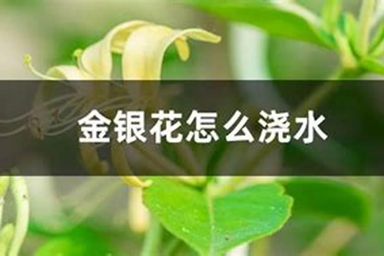 金银花怎么浇水施肥好金银花浇水施肥的方法