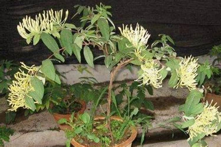 金银花养护与管理方法 金银花怎么养护