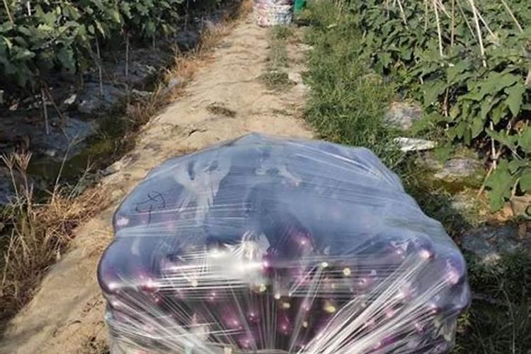 保护地茄子怎样进行肥水管理？