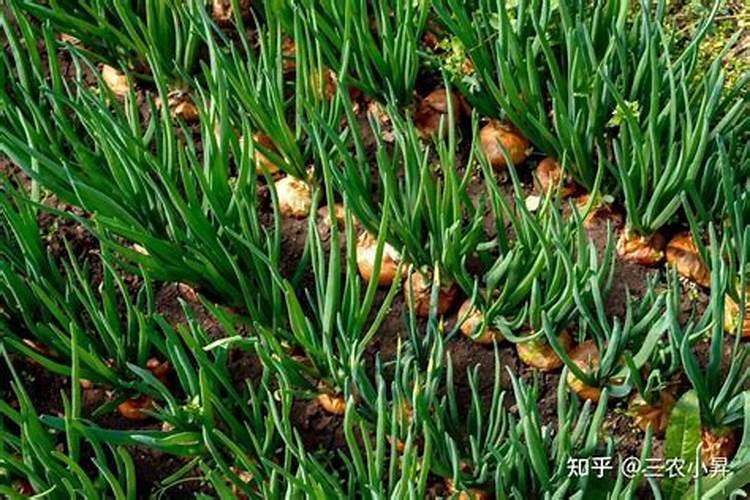 洋葱种植需要什么肥？洋葱什么时候用肥？洋葱有机肥用昆仑风