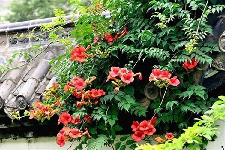 花生叶面肥用什么高产