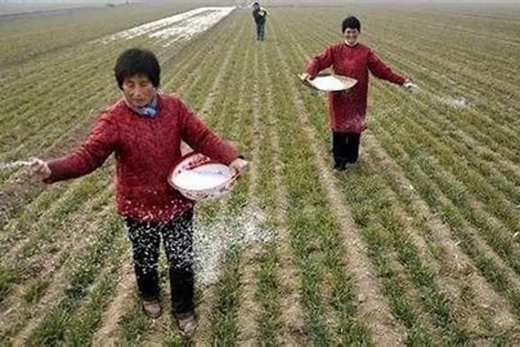 麦子施肥时间及方法 麦子如何施肥