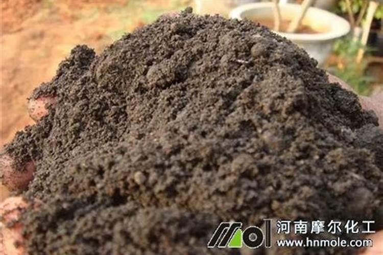 碗莲的种植方法