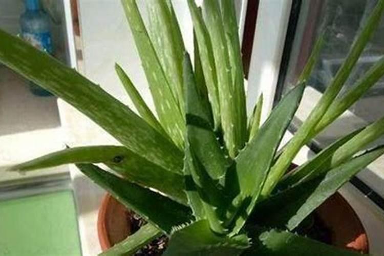 芦荟干尖怎么处理