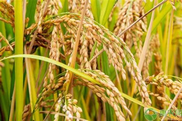 十大打农药最少的水果