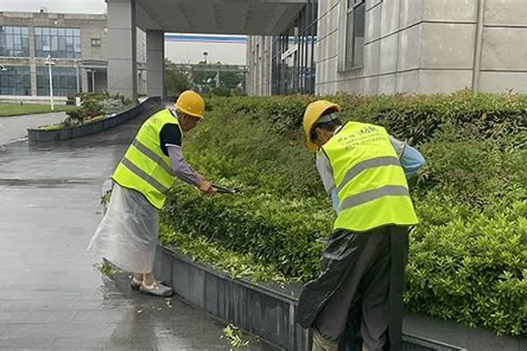 种绿化有哪些肥料