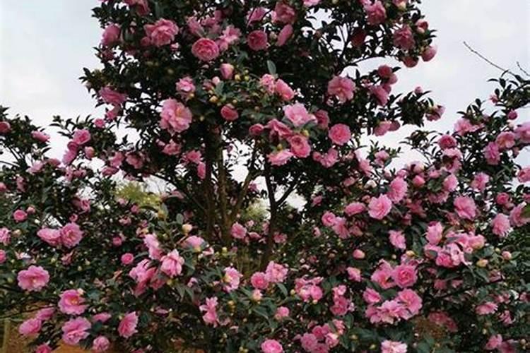 鉴别磷肥和钾肥的简易方法