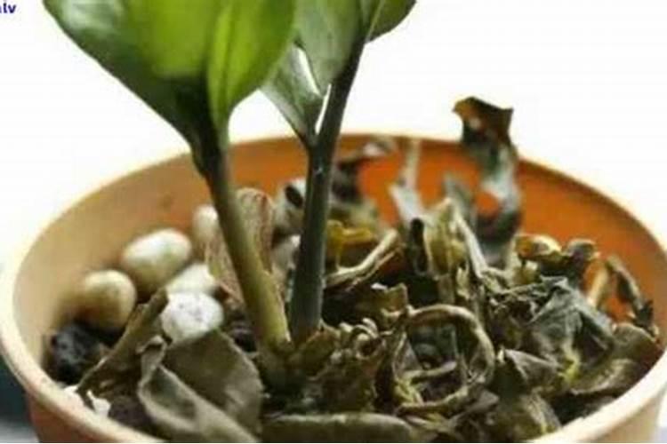 没泡过的茶叶能当花肥吗