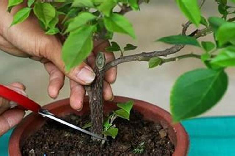 多肉植物施什么肥容易爆盆