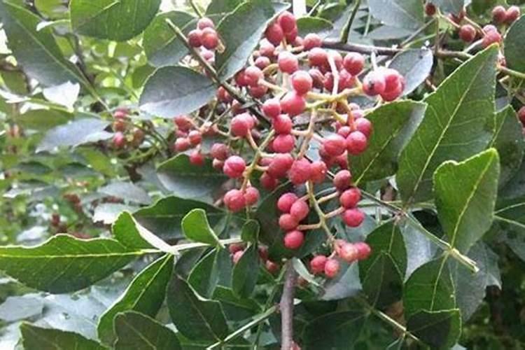 花椒树一年追几次肥？