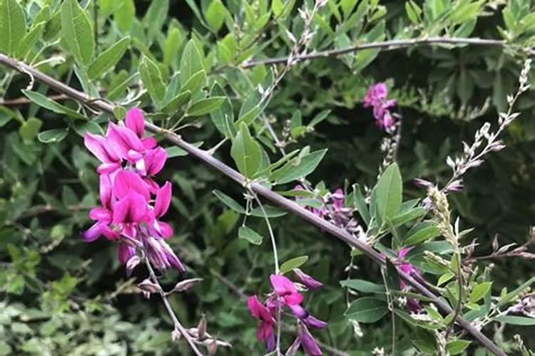 栀子花施肥方法,用什么肥好