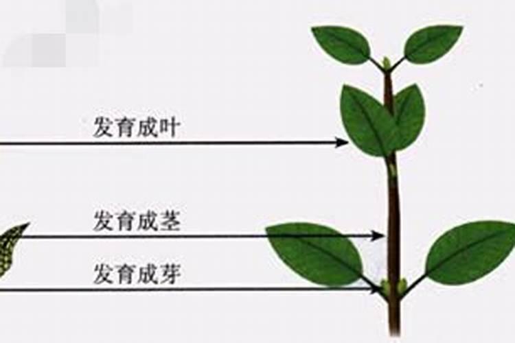 仿真花怎么固定