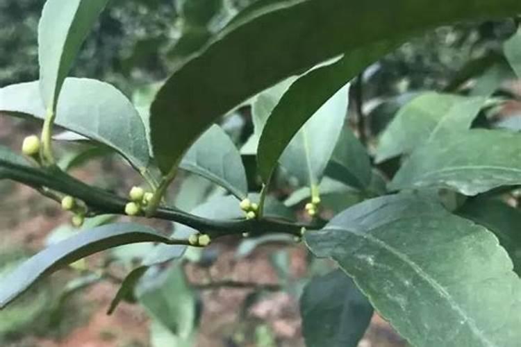 百香果追肥用什么肥料好？百香果用哪种水溶肥能增产？百香果如何施肥？