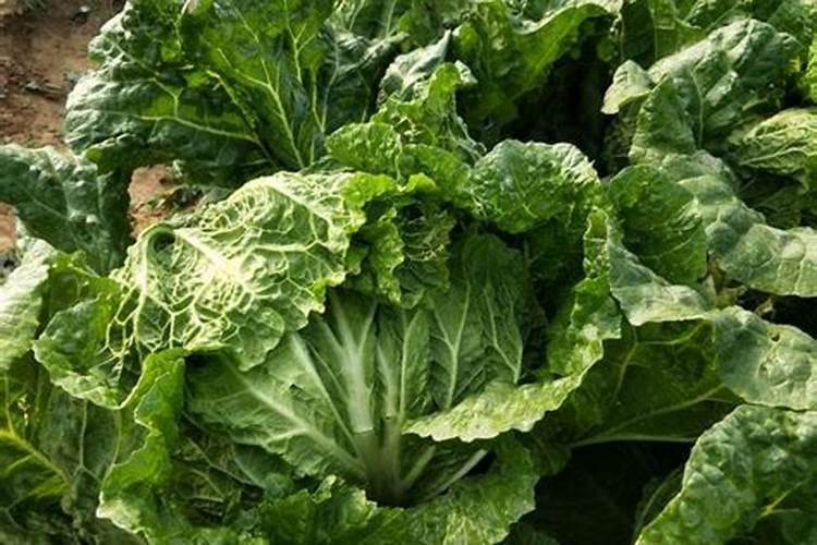 烟丝泡水直接浇花行吗