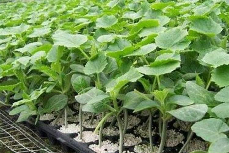 黄瓜为什么会发苦？背后的原因究竟是什么？