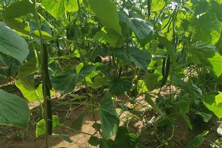 温室大棚种植黄瓜应该如何施肥