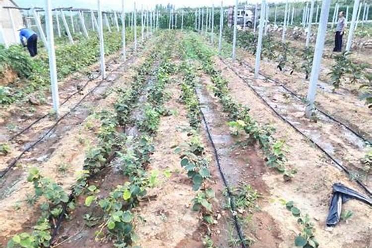 猕猴桃栽培技术要点 猕猴桃栽培技术要点有哪些