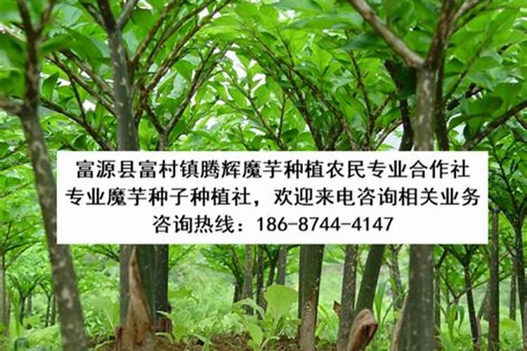 青枣开花期管理技术