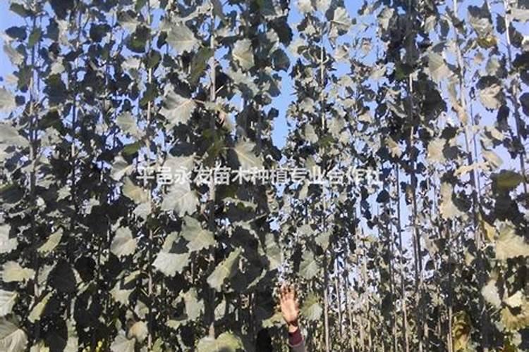 四五年的杨树能否施肥