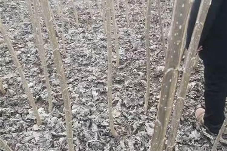 杨树施什么肥料长得快