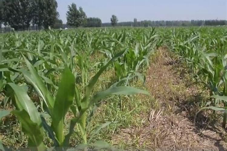 氮肥、磷肥、钾肥各是适用哪些状况的植物？