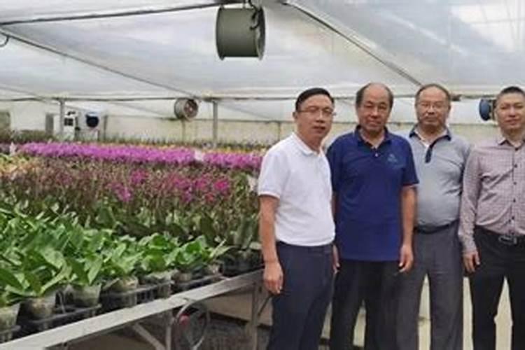 腐殖酸水溶肥在草本花卉上的主要作用