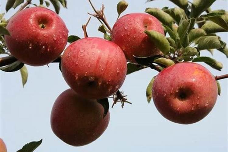 白兰花3月养护,方法得当叶子又绿又肥,早早开出“漂亮花”,如何养呢？